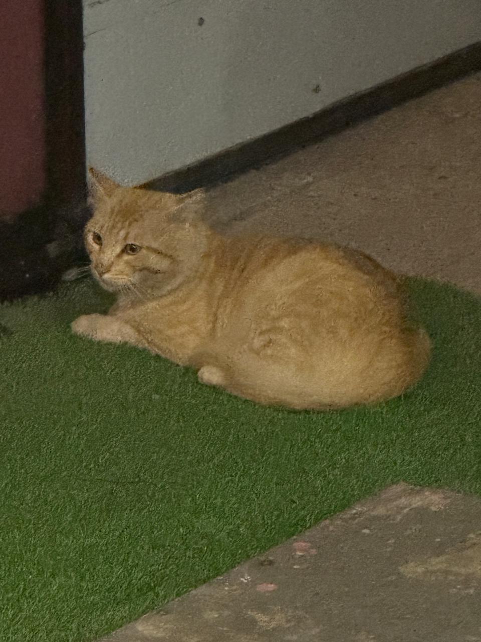 Canela
