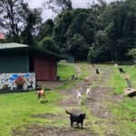 asociasion animales asis 150x150