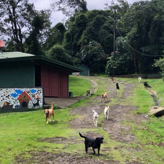 asociasion animales asis