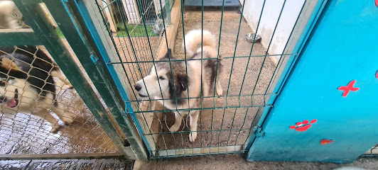 fundacion nordicos de costa rica4