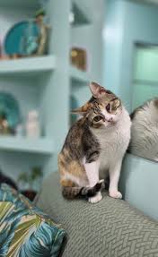 sos rescates felinos2