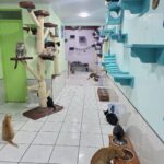 sos rescates felinos3 150x150