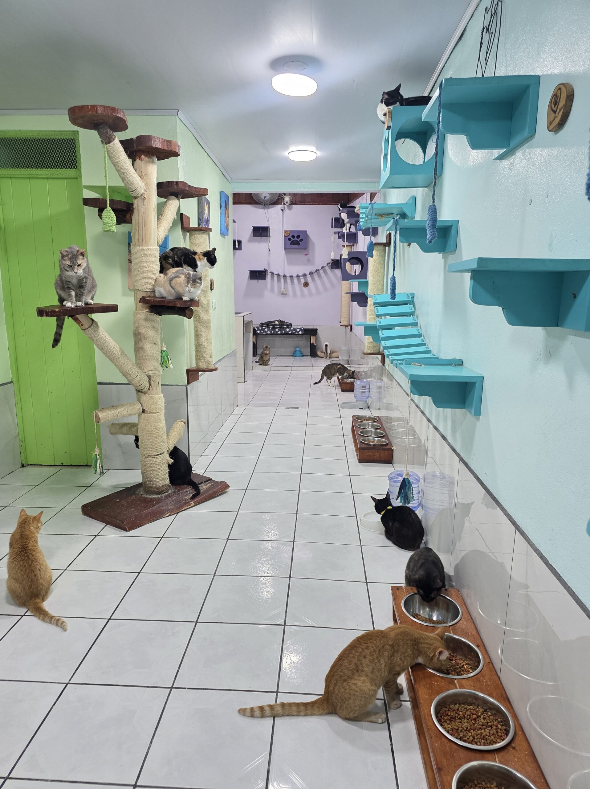 sos rescates felinos3