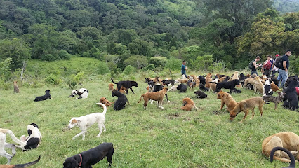 territorio de zaguates